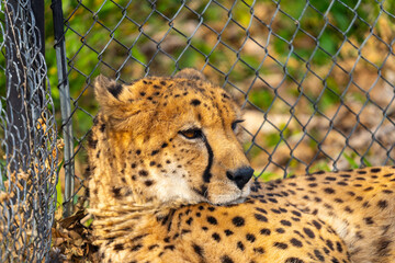 チーターの写真