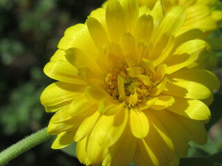 Zbliżenie na kwiat nagietka © Kumulugma