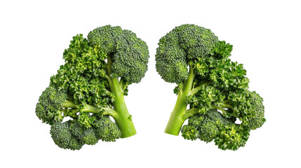 Green broccoli shaped in human lungs isolated on white transparent background
