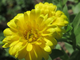 Zbliżenie na kwiat nagietka © Kumulugma