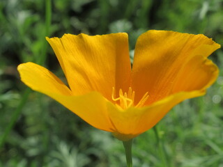 Zbliżenie na kwiat rośliny z gatunku Eschscholzia californica