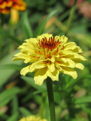 Zbliżenie na kwiat rośliny z gatunku cynia