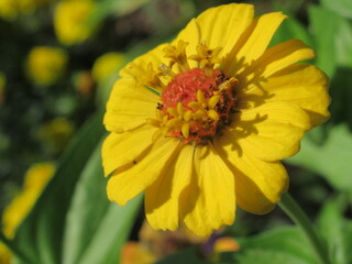Zbliżenie na kwiat rośliny z gatunku cynia © Kumulugma