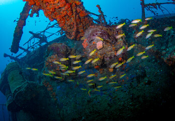 Cargo wreck dive site