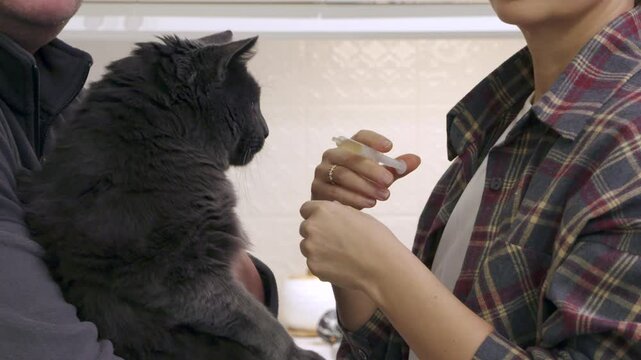 Owner are giving liquid medicine to adorable cat by syring. Man holds an adult gray cat in his arms woman pours probiotic for cats into the cats mouth with syringe.
