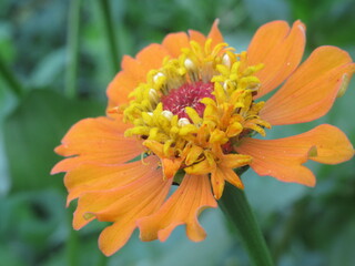 Zbliżenie na kwiat rośliny z gatunku cynia © Kumulugma