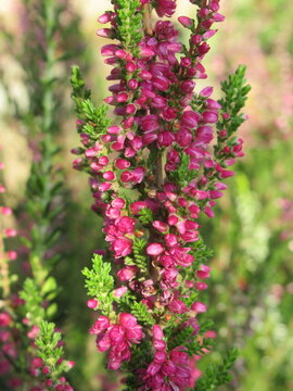 Zbliżenie na kwiat rośliny z gatunku wrzos