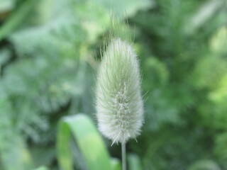 Obraz premium Zbliżenie na kwiat ozdobnej trawy