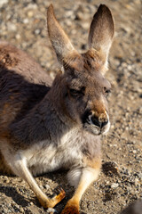 アカカンガルーの写真