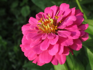 Zbliżenie na kwiat rośliny z gatunku cynia © Kumulugma