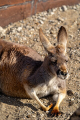 Fototapeta premium アカカンガルーの写真