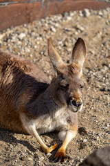 アカカンガルーの写真