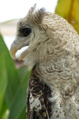 The Barred Eagle-Owl (Bubo sumatranus), also known as the Malay Eagle-Owl, is a striking and powerful nocturnal bird of prey found in Southeast Asia. Known for its unique barred plumage and large size