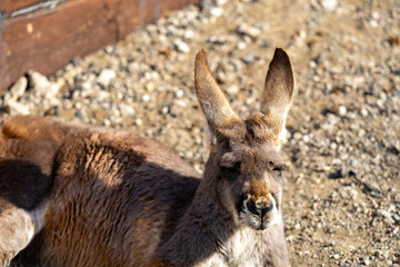 アカカンガルーの写真