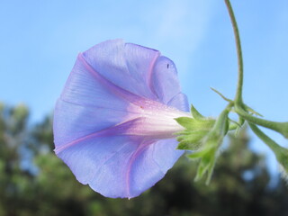 Zbliżenie na roślinę z gatunku wilec © Kumulugma