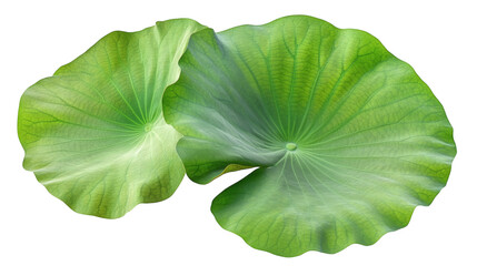 green lotus leaf isolated on white transparent background