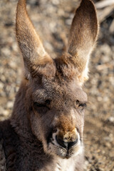アカカンガルーの写真