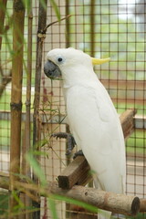 The Eleonora cockatoo, Cacatua galerita eleonora, also known as medium sulphur-crested cockatoo, is...