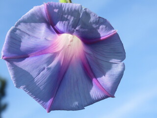 Zbliżenie na roślinę z gatunku wilec © Kumulugma