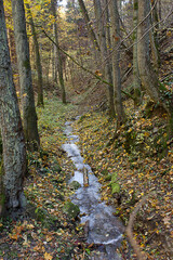  golden autumn in the forest. Landscape with a river in an autumn forest