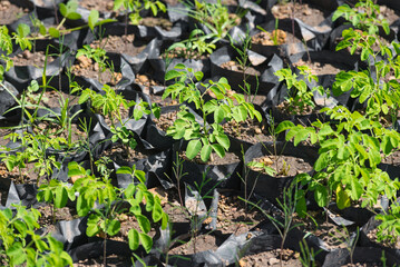 many seedlings