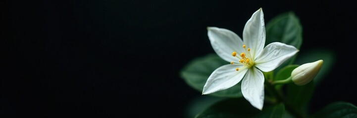 Fototapeta premium Delicate white star leaf flower on a dark background, bloom, black background, detail