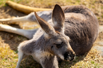アカカンガルーの写真