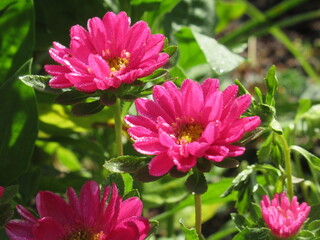 Zbliżenie na kwiat rośliny z gatunku aster