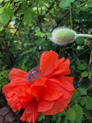 flower and bud of garden poppy