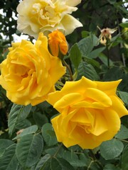yellow roses in the garden
