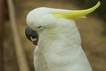 The Eleonora cockatoo, Cacatua galerita eleonora, also known as medium sulphur-crested cockatoo, is a subspecies of the sulphur-crested cockatoo.
