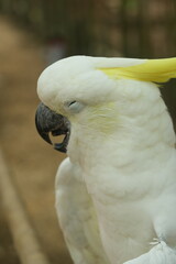 The Eleonora cockatoo, Cacatua galerita eleonora, also known as medium sulphur-crested cockatoo, is a subspecies of the sulphur-crested cockatoo.