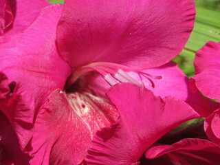 Zbliżenie na kwiat rośliny z gatunku Gladiolus © Kumulugma