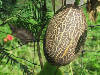 Zbliżenie na owoc ogórka siatkowanego © Kumulugma