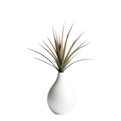 Leucocoryne vittata on a white background