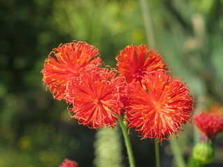 Zbliżenie na kwiat rośliny z gatunku Emilia coccinea © Kumulugma