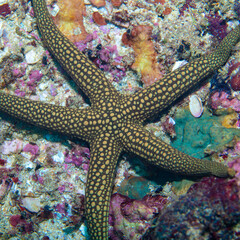 Sea star