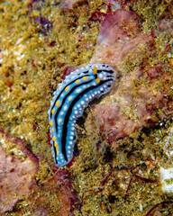 Nudibranch
