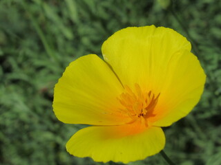Zbliżenie na kwiat rośliny z gatunku Eschscholzia californica