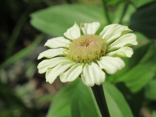 Zbliżenie na kwiat białej cyni © Kumulugma