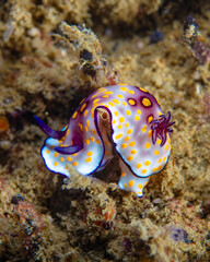 Nudibranch