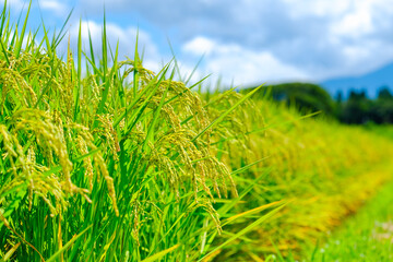 夏の稲