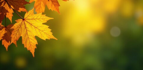 Obraz premium Cozy atmosphere with autumn leaves in shades of yellow and green, background, leaf