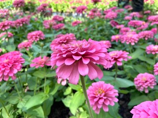 Obraz premium Pink Zinnia violacea is blooming.