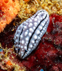 Nudibranch
