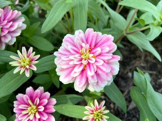 Pink zinnias are blooming to welcome the coming winter.