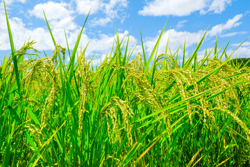 夏の稲