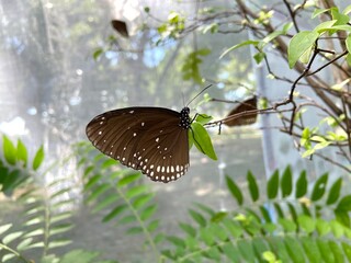 Obraz premium Euploea in a park near my house