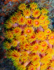 Obraz premium Cup coral