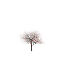 Obraz premium cherry blossom tree pink flowers nature beauty isolated on a white background